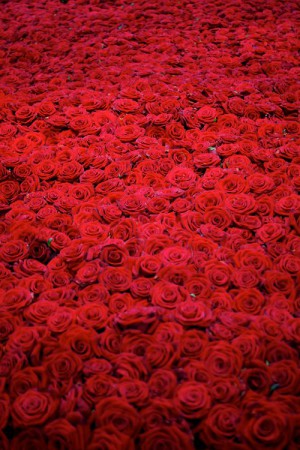 SEPARADOR DA NOVA GALERIA DE FOTOS, Nº2: Mar de Rosas Encarnadas. (Pinterest)